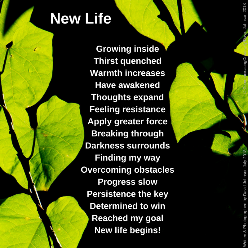 New Life 1
