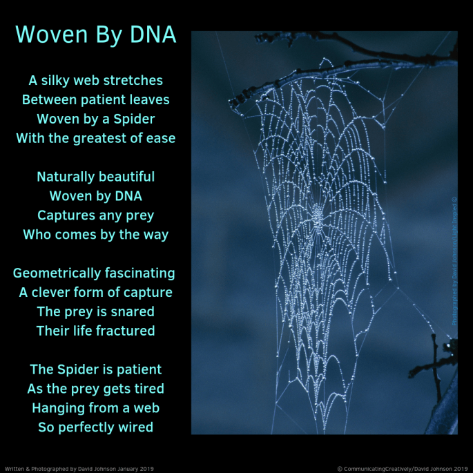 woven by dna 2