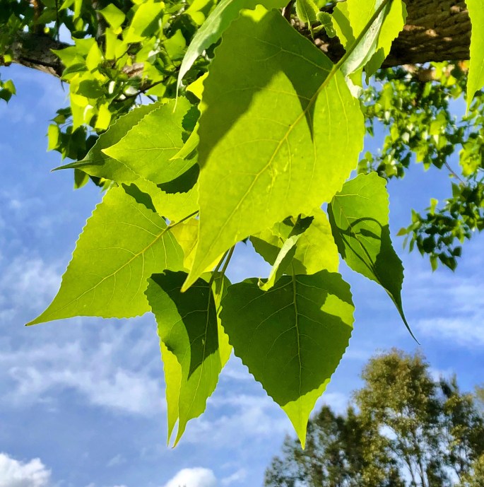 A2B27B19-6959-4A70-A5B9-CCCA6004B525