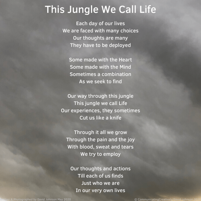 This Jungle We Call Life